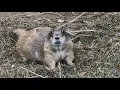 The Moment a Prairie Dog Noticed Me