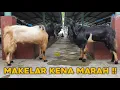 VLOG SERU ‼️3 JUTAAN SPEK KAMBING JUMBO, PEMBELI DI BUNTUTIN MAKELAR #vlog #live #animals