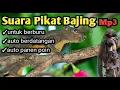 Download Lagu Suara Bajing mp3 | Pikat Bajing Paling Ampuh