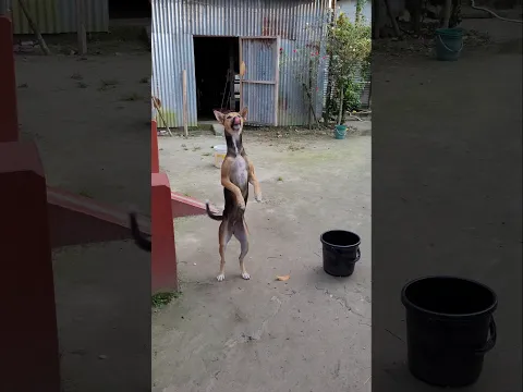 একটু দুষ্টুমি #viral #shortvideo #ytshort #youtubeshorts #Ramchandra Barman official