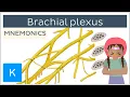 Brachial plexus mnemonics - Human Anatomy Kenhub