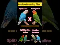 Download Lagu Opaline Breeding Chart #africanlovebirdbreeding #shorts #lovebirds #cutebirds #lutinoOpaline #aqua