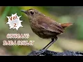 Burung Cincoang Dada Coklat | burung pemakan siput, keong, pupa kumbang, dll | habitat di perbukitan