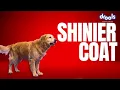 Drools Optimum Dry Dog Food