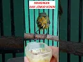 Download Lagu CARA MUDAH MENJINAKAN KOLIBRI NINJA, SOGOK ONTONG, DAN KOLIBRI LAINNYA.
