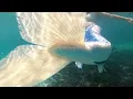 Download Lagu Real mermaid flying fish extended tail/longfish silicone