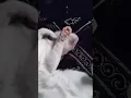Lagu style 🥰 #mueza #cute #shots #cat #awesomeshots #funwithmueza