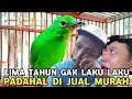 Lagu GA TEGA LIAT SIMAS INI || JUAL CUCAK IJO GACORAN 250 RIBU BUAT ONGKOS PULANG KAMPUNG