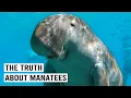 Saving the Manatees A Deep Dive into Florida s Conservation Efforts