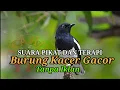 Download Lagu suara pikat burung kacer gacor paling ampuh Full 1 jam tanpa iklan
