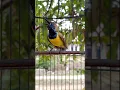 Download Lagu suara burung sogon gacor