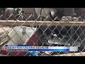 Abilene resident fed up with squatters invading neighbor s property