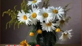 أناشيد افراح ألفين مبروك عليكي 