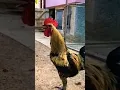 Download Lagu ayam pelung gacor sangat pro gokil