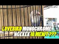 Benarkah Lovebird MONOCHROME ngekek 10 MENIT ???