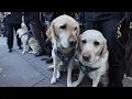 Sneak peek at the 2025 NYPD Canine Calendar