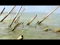 Download Lagu Tepat di sarang ikan kakap putih! Mancing kakap putih umpan udang hidup