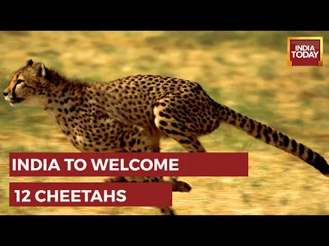 PM Modi To Inaugurate Cheetahs Reintroduction Project In Madhya Pradesh's Kuno National Park