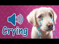 Download Lagu 🐕  Dog Crying Sound - [ Including Puppies Crying and Whining Noises ]