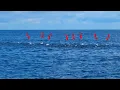 Download Lagu Mendidih‼️setelah sabar mengintai akhirnya kawanan ikan ini muncul juga