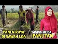 Download Lagu PANUTAN : NINING MEIDA Lagu Pop Sunda mengiringi PANEN RAYA DI SAWAH LOA Kp. Babakan Waru