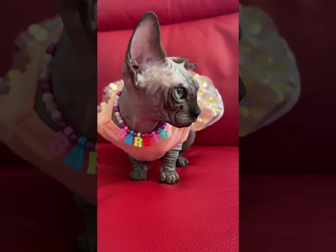 #sphynx