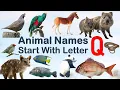 Animal Names starting with Letter Q Spelling Picture