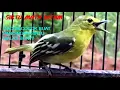 Download Lagu Suara burung sirtu cipoh gacor memanggil betina! cocok buat pancingan burung sirtu malas bunyi
