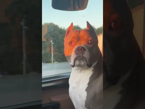 DoG 🐶 cute 🥰 #shorts #youtube