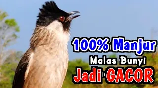 Download Untuk Yang Malas Bunyi - Suara Burung Kutilang Gacor Memanggil Teman MP3