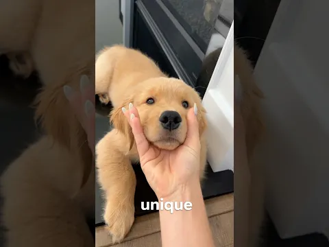 Did You Know This About Dog Noses?