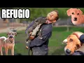 Download Lagu Visité este refugio de animales lleno de perros abandonados
