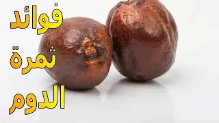 فوائد الدوم للجسم والصحة العامة   الموسوعة العلمية دندنها