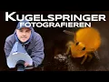 Lagu Extreme Makros vom Kugelspringer - Naturfotografie vor der Haustür