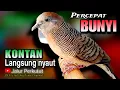 Download Lagu PERKUTUT LOKAL GACOR suara besar - PANCINGAN PALING CEPAT UNTUK PERKUTUT NYAUT (💯%AMPUH)