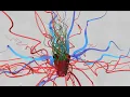 Umami for Cinema 4D tutorial