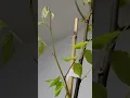 Download Lagu Beautiful Starfruit or Balimbing trees (Carambola). They arrived stressed \u0026 now they're budding.