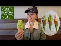 Matcha Cafe Maiko Grand Opening with Ice Cream and Bubble Waffle at Free Swags included