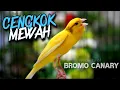 Download Lagu Kenari Gacor Cengkok Mewah cocok buat pancingan dan masteran kenari Juara