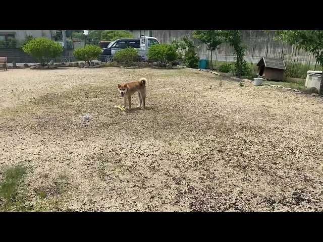 動画