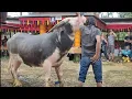 Download Lagu Kerbau ratusan juta yg Pertam di Tebas.(dalam prosesi Pesta Rambu Solo')