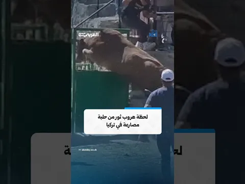 لحظة هروب ثور من حلبة مصارعة ثيران في تركيا