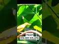 pikat Kolibri kelapa #pikatkolibrikelapa #pikatkorlap #korlap #kolibrikelapa #pikatburcil