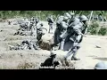 Sabaton  - Fields of Verdun (Subtitulada Español)