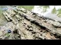 Download Lagu watu galeng buaya bertapa jadi batu di sungai
