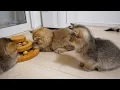 Download Lagu Cute kitten staring intently, as if wanting to be included...