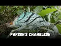 Parson s chameleon Chameleon Species Buying Cost Diet Care Sheet Guide for Beginners