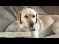 Mock Training for Petsense 2021