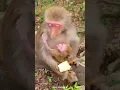 The monkey family is so cute, the mother monkey asked the baby monkey if he wanted to eat fruit