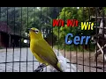 Download Lagu Pancingan Pleci Nembak Cerrr Wit Wit Wit